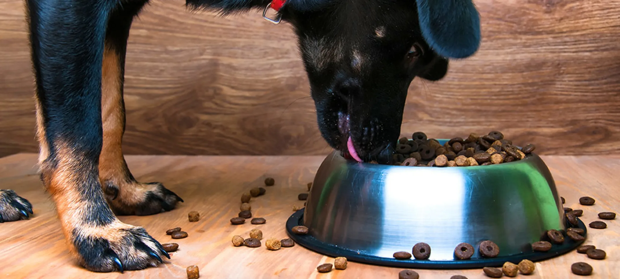 A large black dog eating from a bowl of food inside